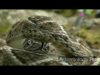  "Rattlesnake", : Travelers, : Fallon Worldwide