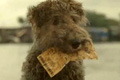  "Lucky Dog" 
: DDB New Zealand 
: New Zealand Lotteries Commission 
: Lotto 