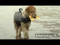  "Lucky Dog", : Lotto, : DDB New Zealand