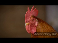  "Animal Farms", : Migros, : Jung von Matt / Limmat Werbeagentur AG