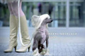  "Harness" 
: Selmore 
: Royal Dutch Guide Dog Foundation 
: Royal Dutch Guide Dog Foundation 