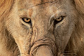   "Lion" 
: Ogilvy & Mather Mumbai 
: Nehru Zoological Park 
: Nehru Zoological Park 