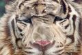   "Tiger" 
: Ogilvy & Mather Mumbai 
: Nehru Zoological Park 
: Nehru Zoological Park 
