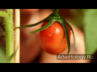  "Tomatina", : Ray-Ban, : Cutwater