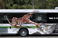   "Tiger Bus" 
: The Brand Agency 
: Perth Zoo 
: Perth Zoo 