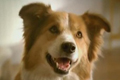  "TV Spot for dog" 
: Nestlé Purina PetCare Company 
: Beneful 